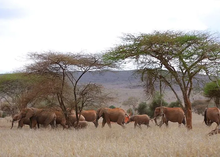Sarova Taita Hills Game Lodge