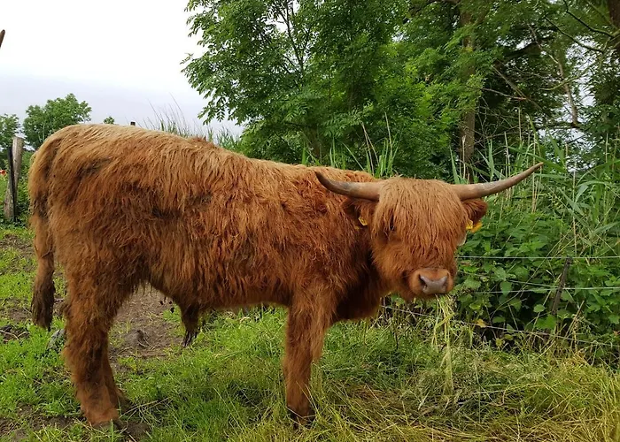Biolandhof Dorn Highlander vom Elbdeich