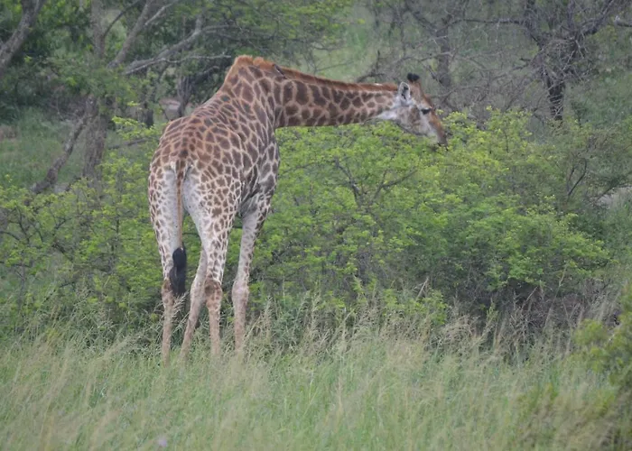 Mali Mali Safari Lodge