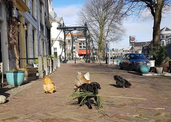 'T Hart Van Schiedam