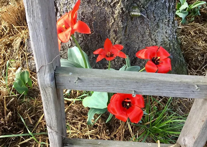 Ferienwohnung Schwalbennest-Großkoschen