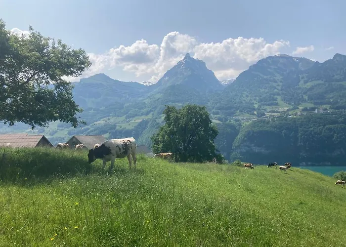 Panorama *