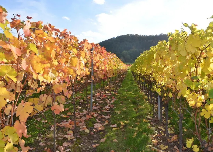 Ferienweingut Gansen / Hochgenuss 1