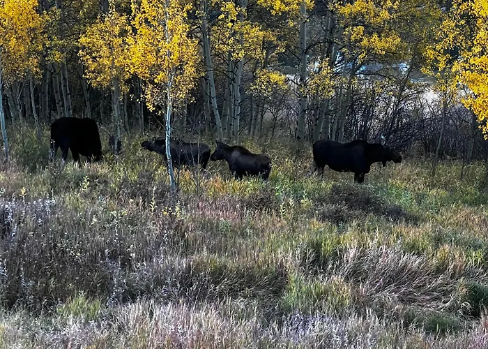 Meandering Moose Apartment Vacation Rental