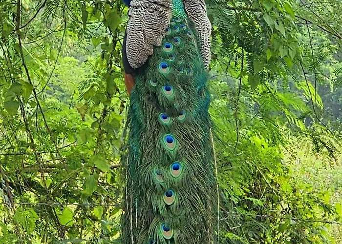 Ariya Tissa