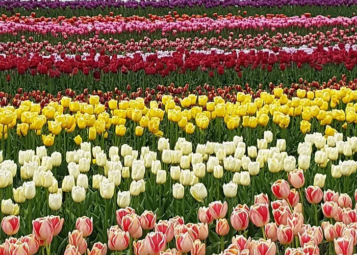 Romantisch Huisje Nabij Het Strand Met Uitzicht Op De Tulpenvelden