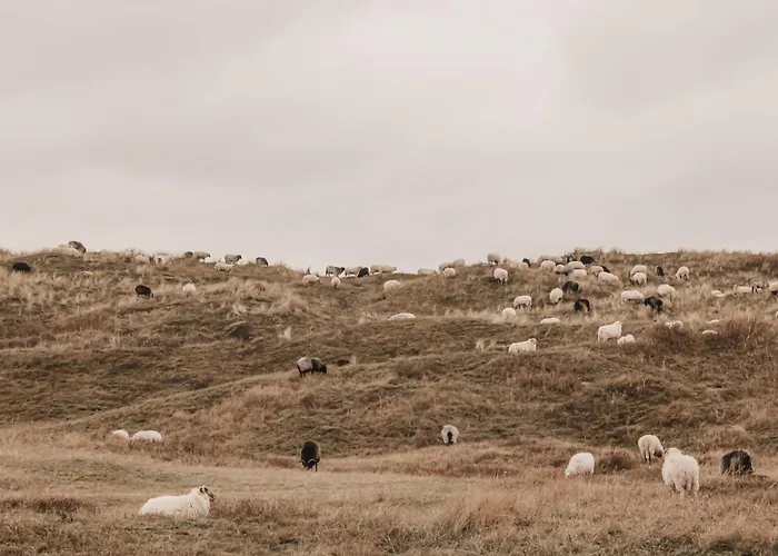 Zoomers Aan Het Bos