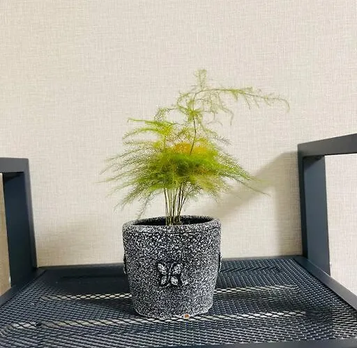 新小岩デメテル303