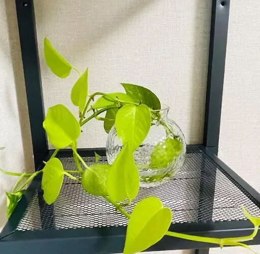 新小岩デメテル303