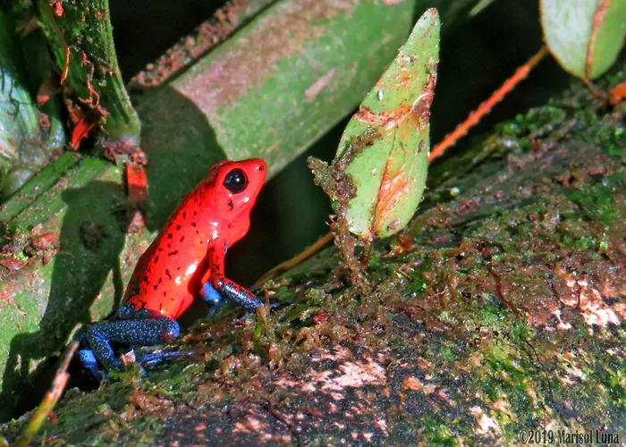 La Selva Biological Station