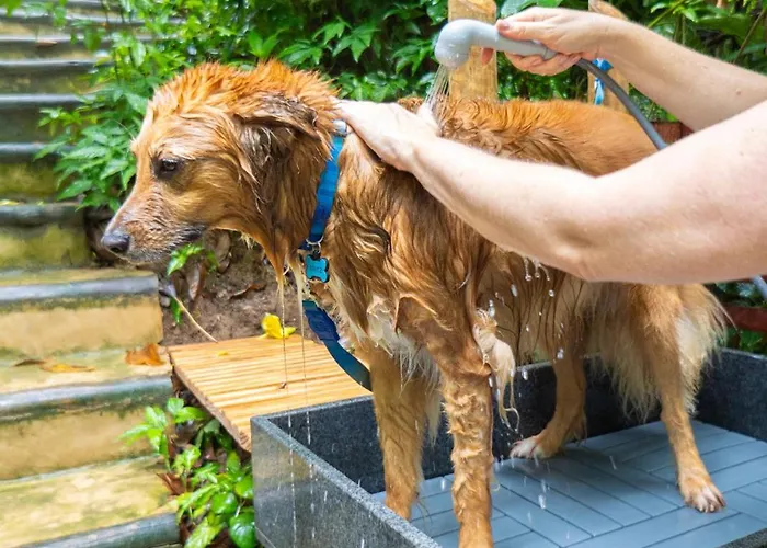 Bom pra Cachorro