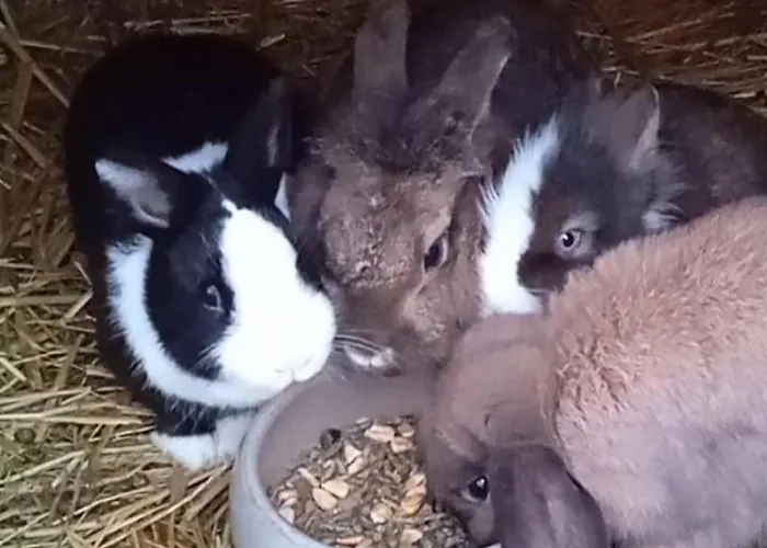 Familie Sattler