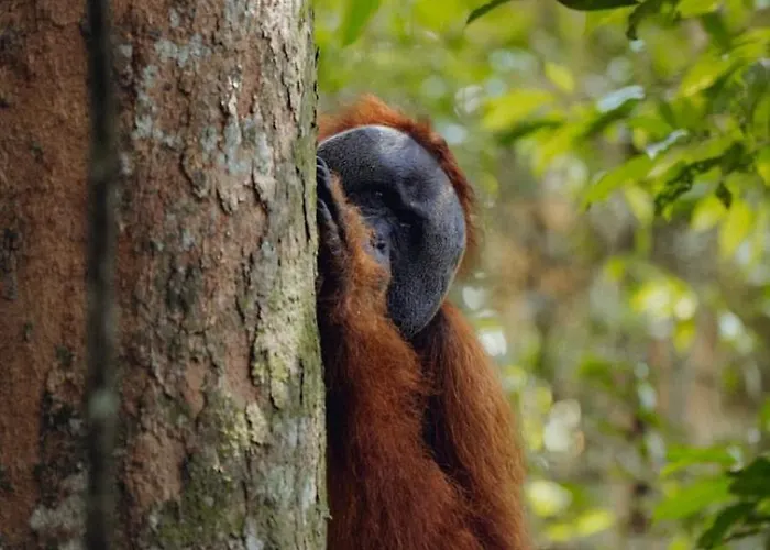 Leuser Inn