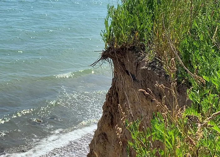 Küstenläufer