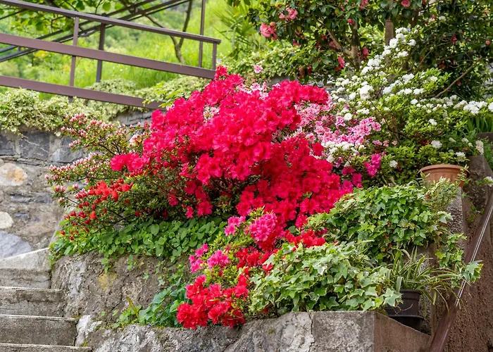 Bellavista Garden And Flowers