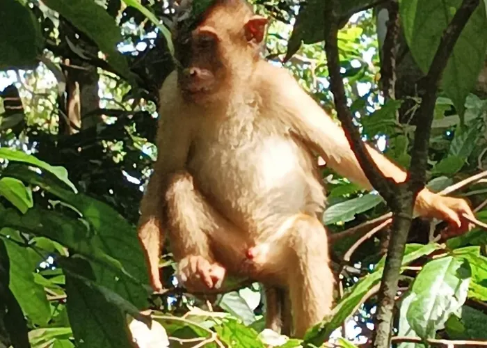Dendi Guest House & Orangutan Explore