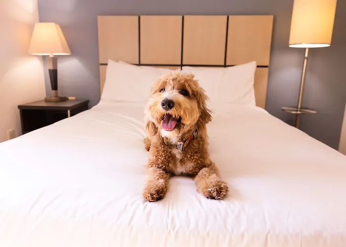 Sonesta Simply Suites Chicago Libertyville