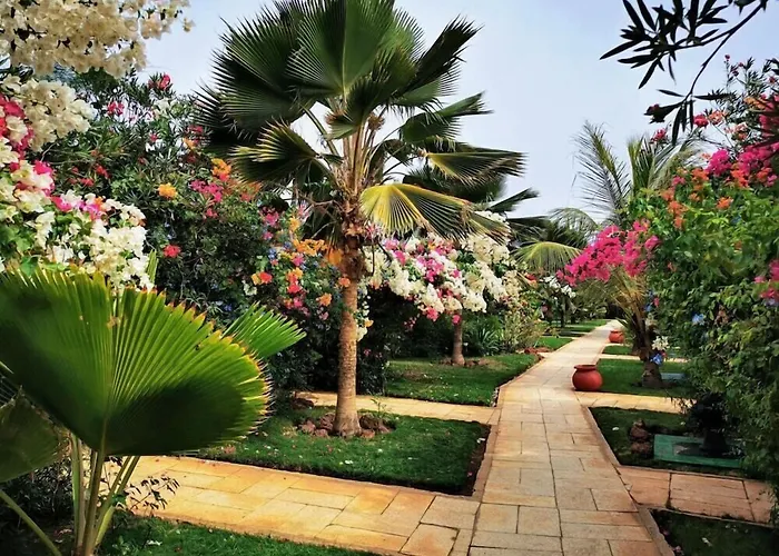 Royal Horizon Baobab