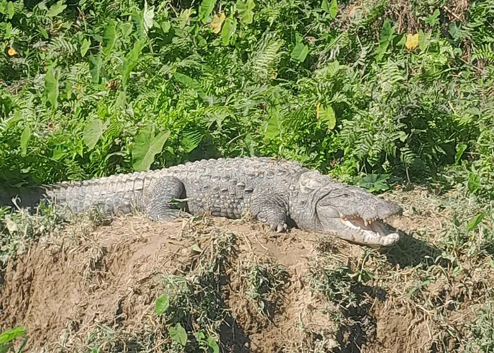 Crocodile Safari Camp
