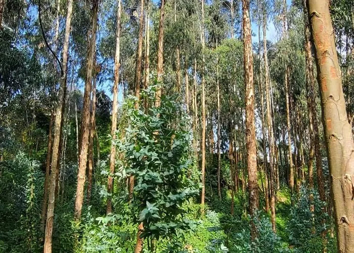 Ubucuti Gorilla Lodge
