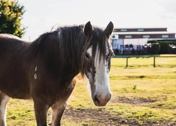 The Clydesdale Motel & Steakhouse
