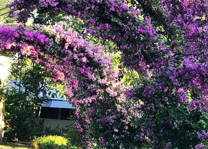 Tropical Magnolia