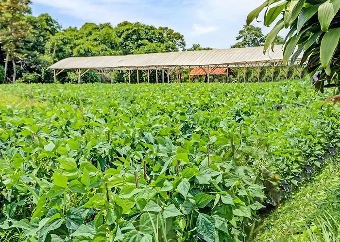 Oyo Homes 90850 Cibeunying Eco Tourism Homestay Cibodas Maribaya 2