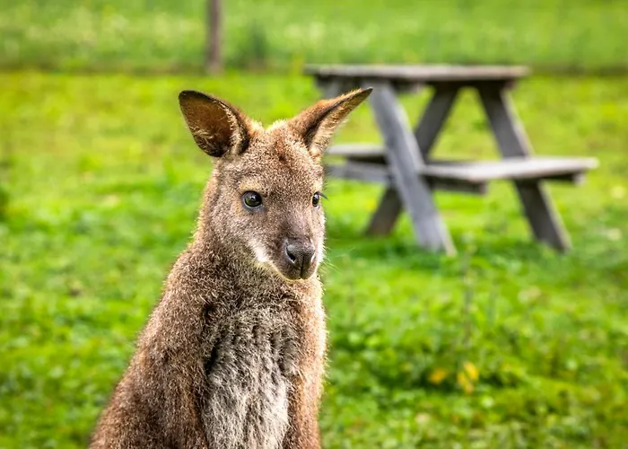 Zillerlehen