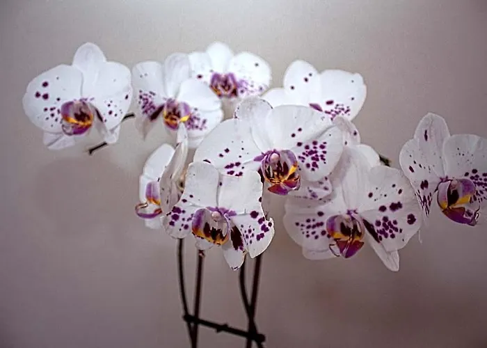 Amabwe Guesthouse