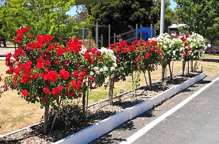C & C Park