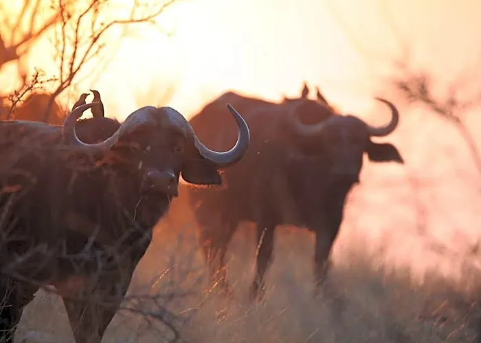 Ivory Wilderness River Rock Lodge