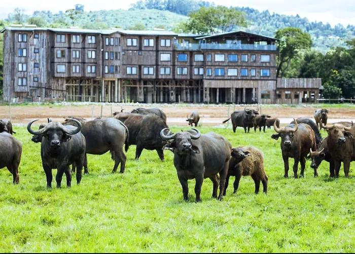 The Treetops Lodge
