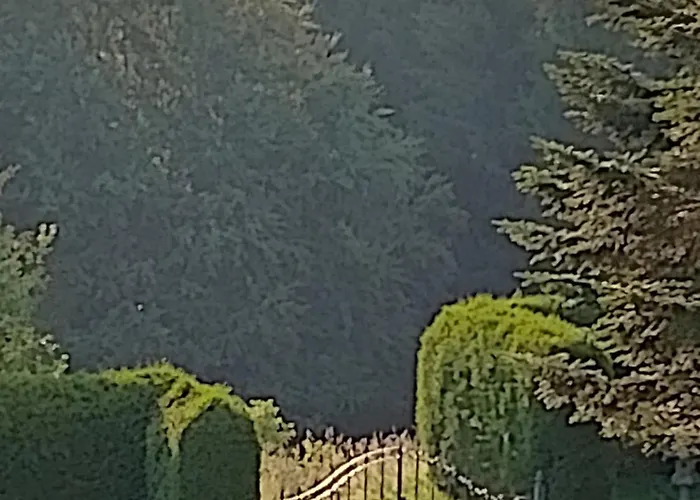 Waldblick