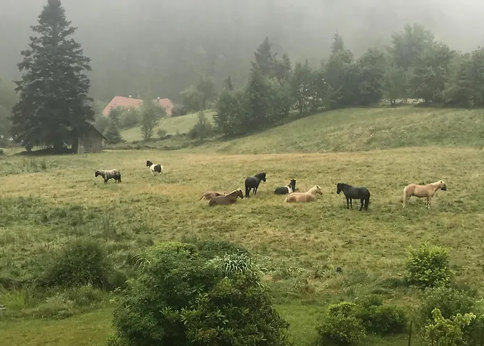 Goldregen - Mitten im Wald, Ruhe und Komfort, Holzofen