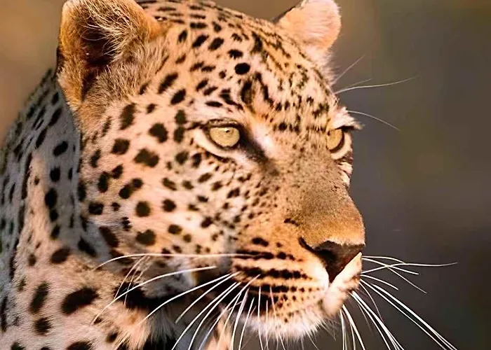 Royal Kruger Lodge And Spa 4