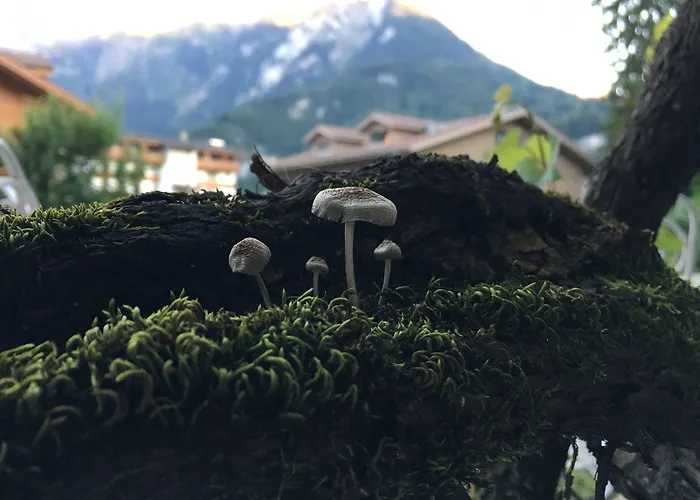 Alpenrose Hotel&Gardens