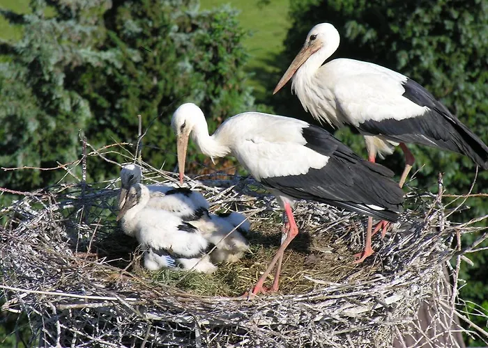 Ferienwohnung Storchenblick