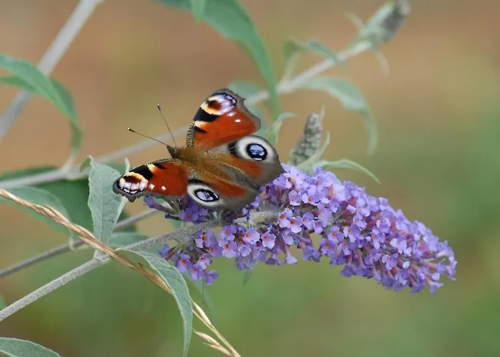 Gaestehaus Kleine Kalmit
