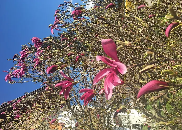 Haus Magnolia