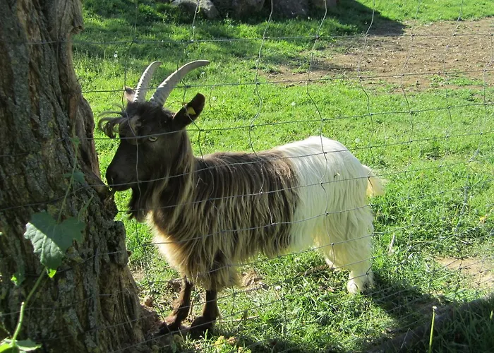 Ferienwohnungen Krauss