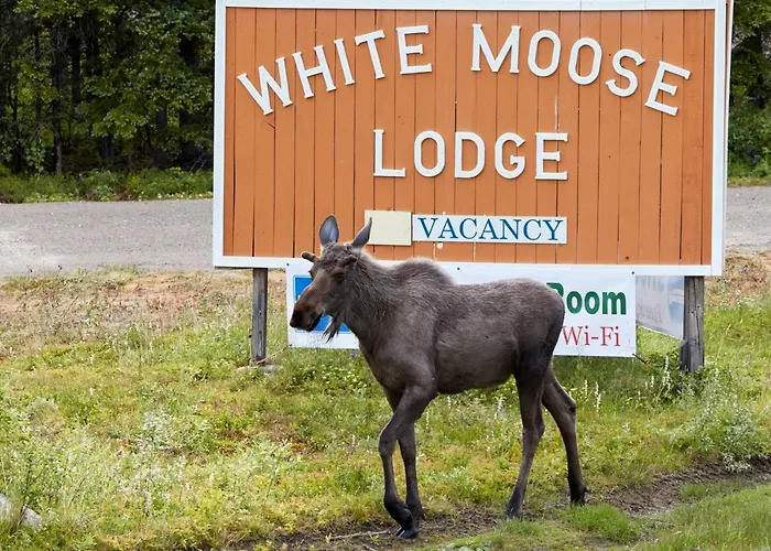White Moose Lodge