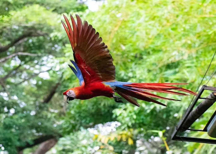 Jungle Lodge At Wild Sun Rescue Center